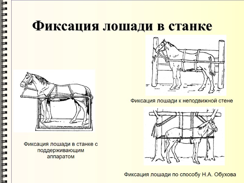 Фиксация лошади в станке Фиксация лошади в станке с поддерживающим аппаратом  Фиксация лошади